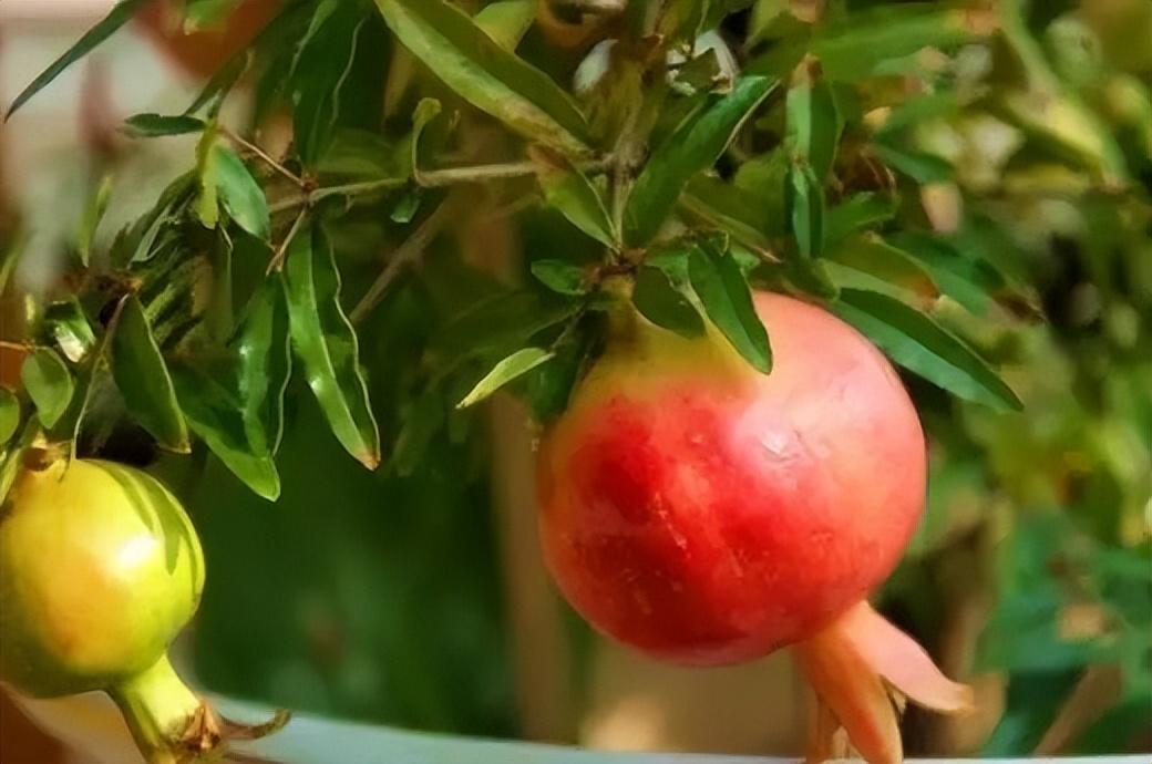 石榴怎么种植_石榴的种植方法