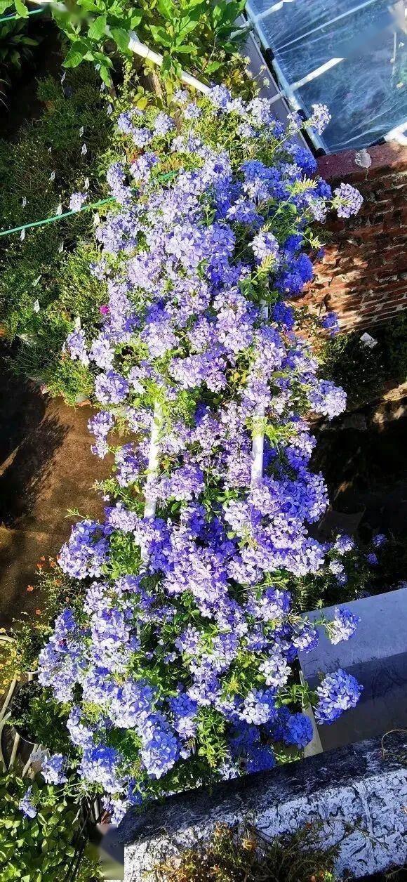 蓝雪花怎么养_蓝雪花的养殖方法