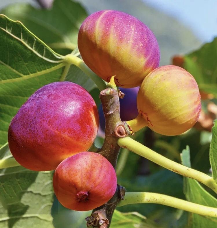 无花果怎么种植_无花果的种植技术