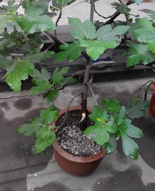 无花果怎么种植_无花果的种植技术