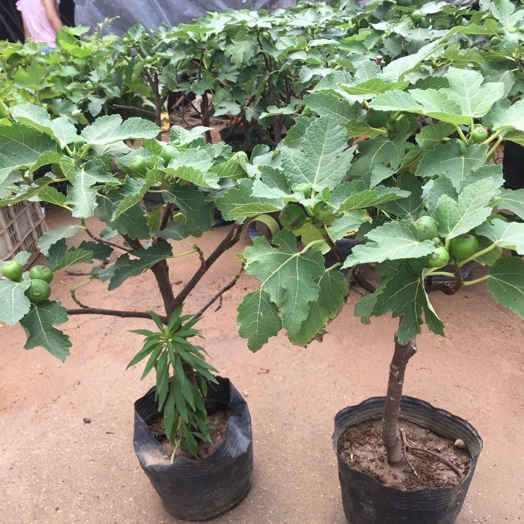 无花果怎么种植_无花果的种植技术