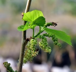 桑葚怎么种植_桑葚种植方法