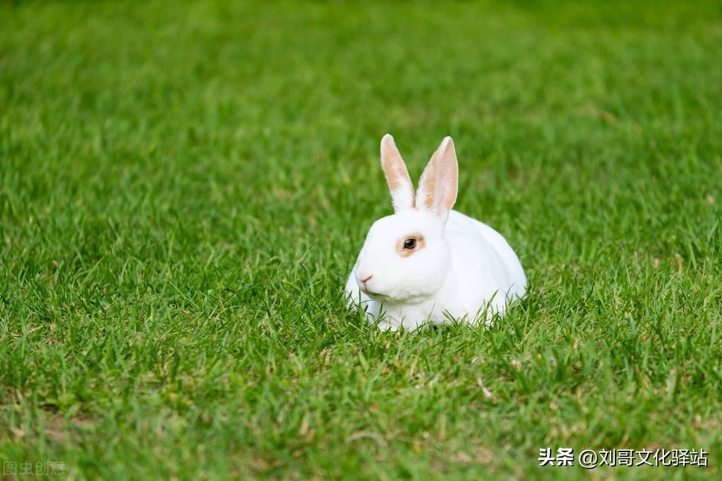 一只小白兔是怎样吃掉狼的_此文告诉我们什么道理