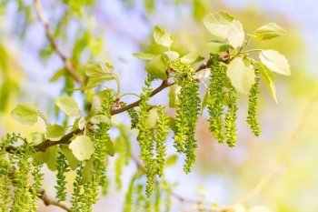 为什么会花粉过敏_花粉过敏的真正原因