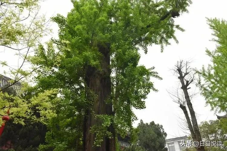 湖北荆州城区有多少古树_湖北荆州城区古树的生长情况