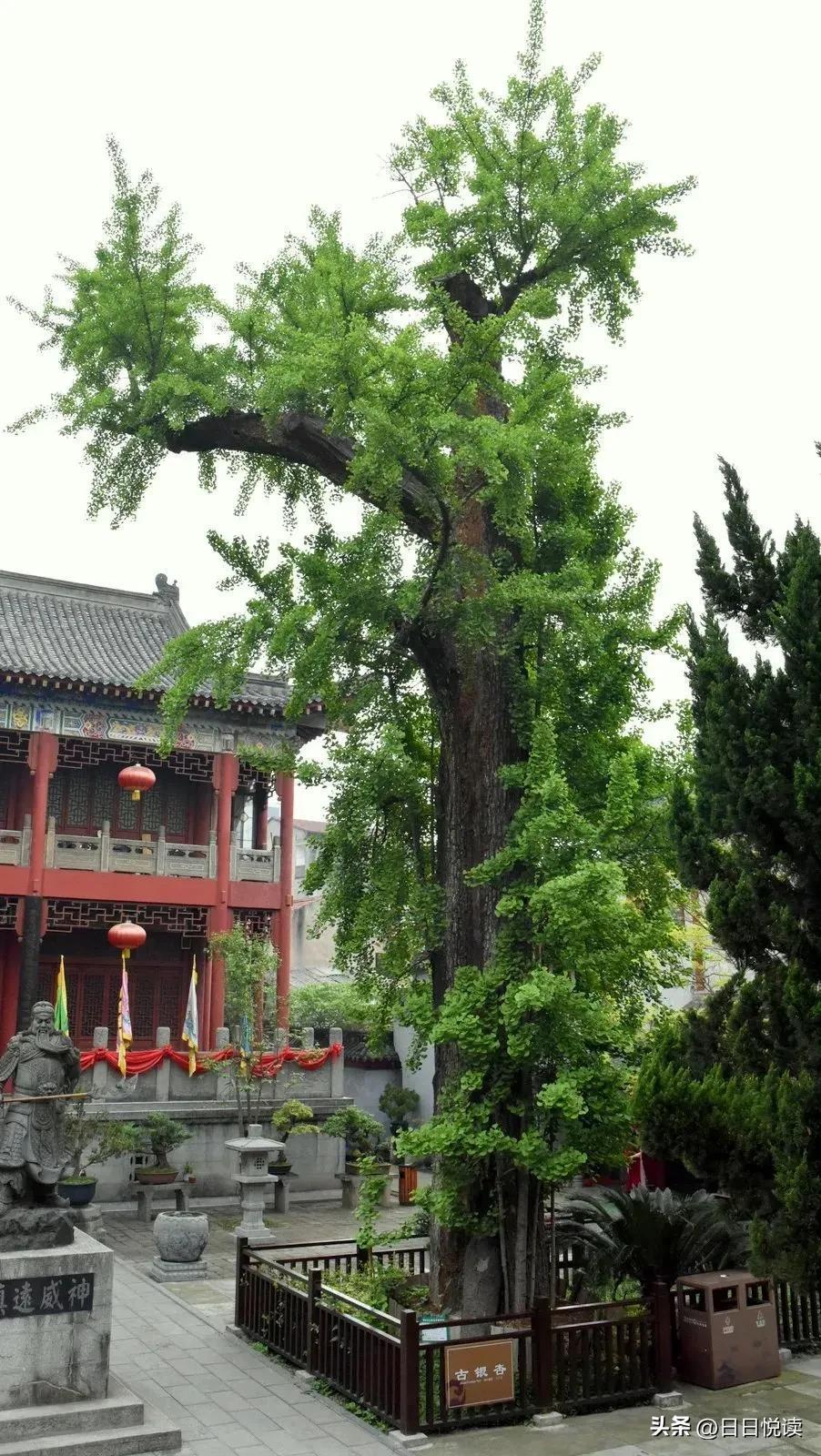 湖北荆州城区有多少古树_湖北荆州城区古树的生长情况