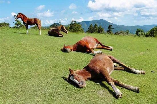 牛和马为什么会站着睡觉_你知道吗