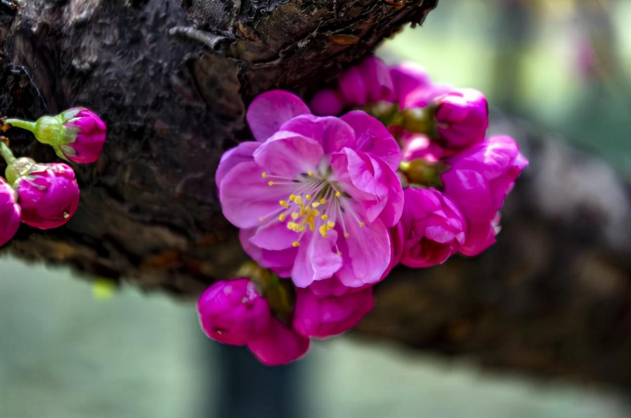 金苞花和虾衣花如何区分_金苞花和虾衣花的区别