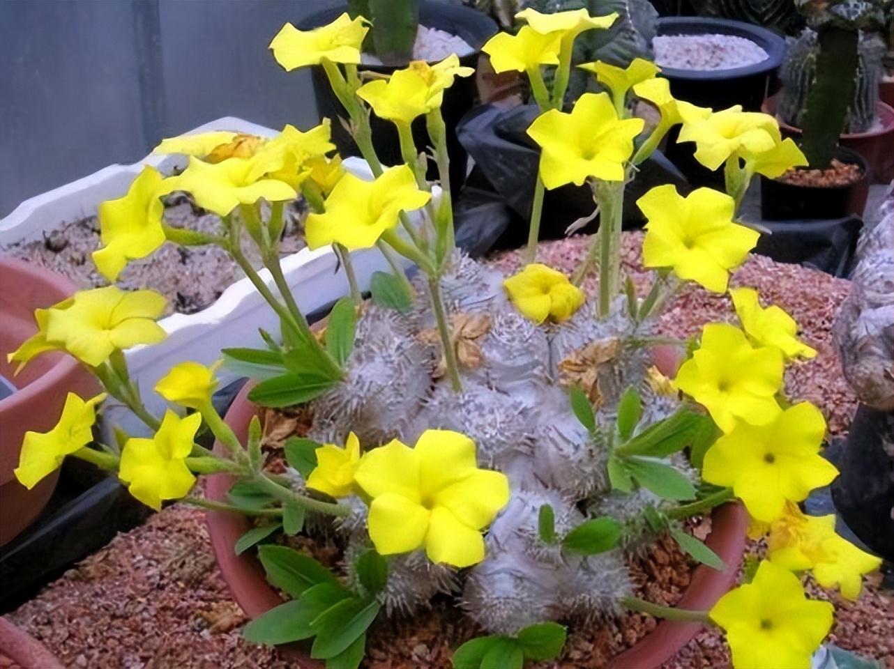 什么是多肉植物_世界十大珍稀多肉植物盘点