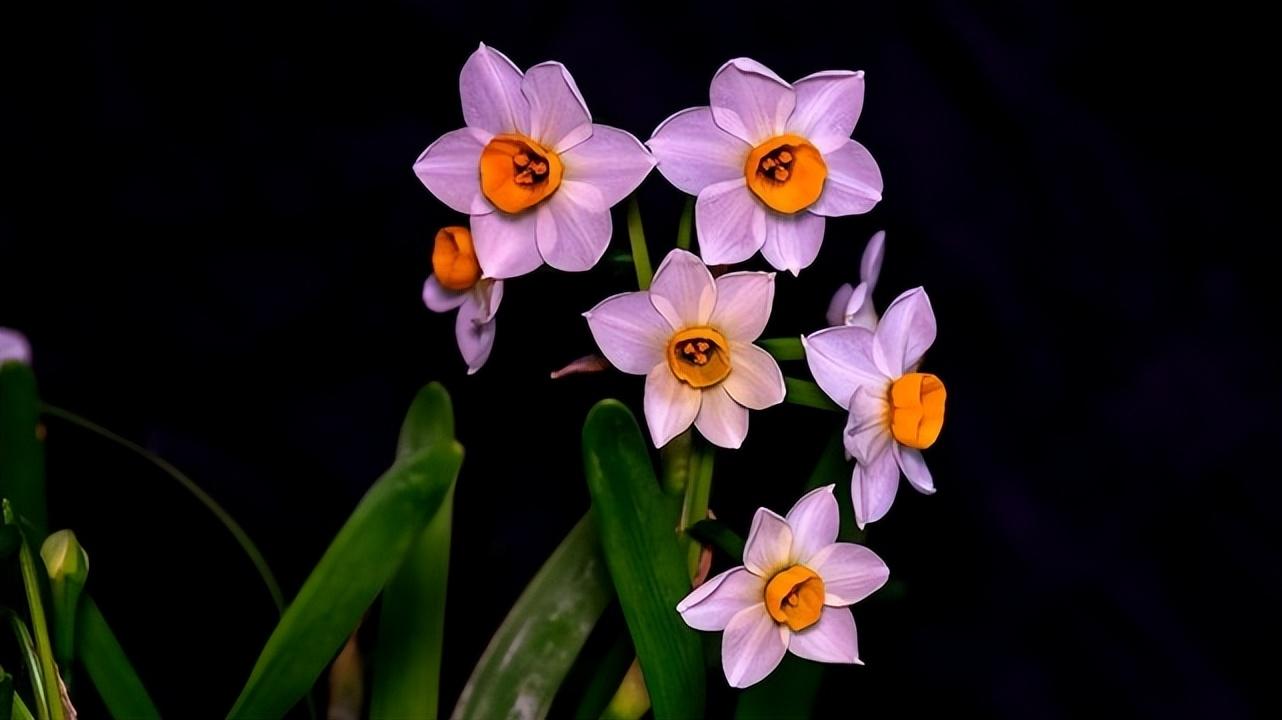 什么花有毒_世界十大毒花盘点