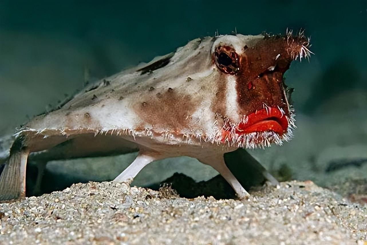 海洋最丑陋的鱼类有哪些_世界上最丑的10种鱼