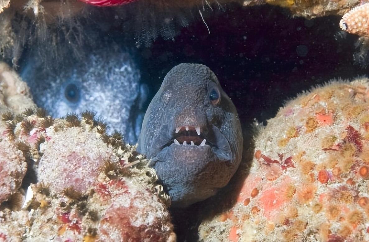 海洋最丑陋的鱼类有哪些_世界上最丑的10种鱼