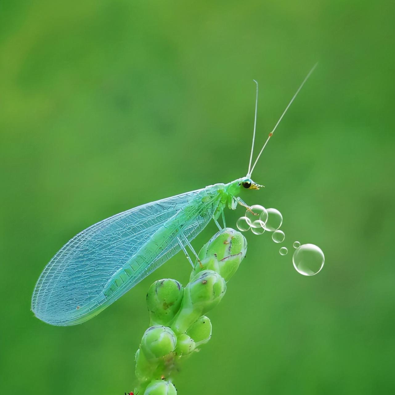 对人类有益的昆虫有哪些_你知道几种