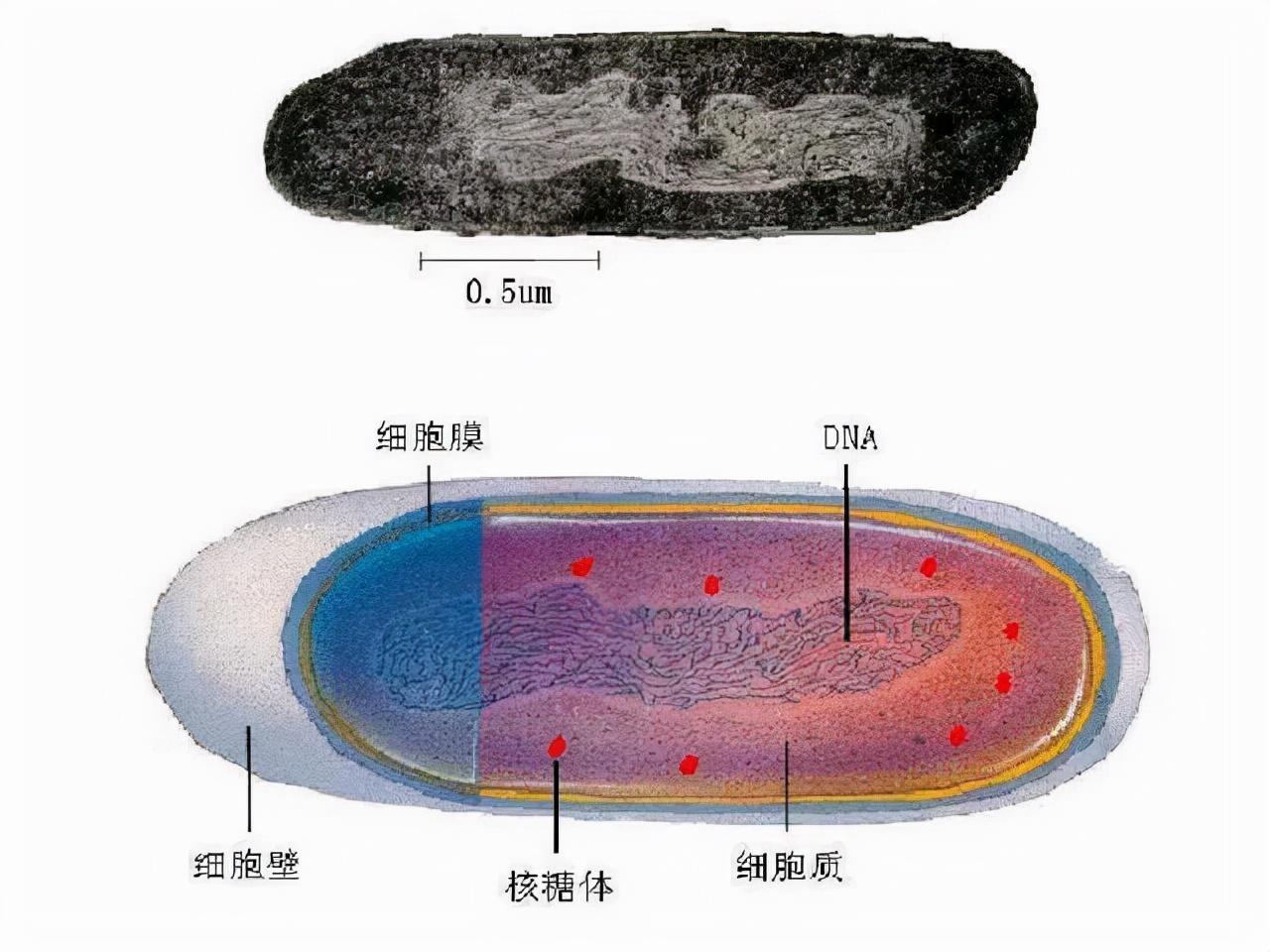 生命是如何诞生的_概述生命的诞生