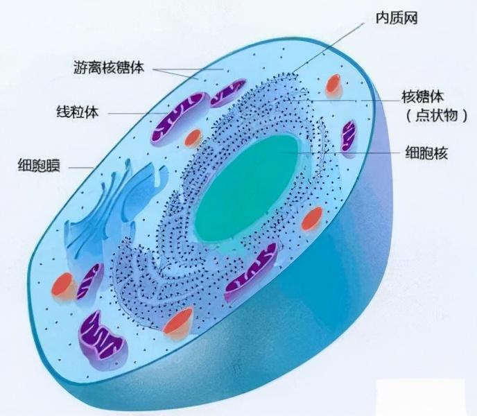 生命是如何诞生的_概述生命的诞生