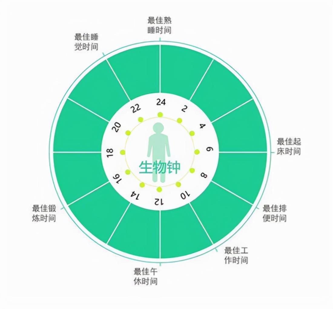 生物钟是什么_生物体的工作休息和时间规律