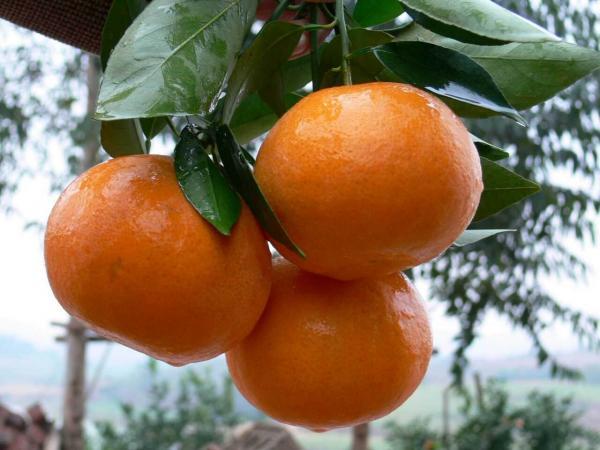 沃柑和橘子啥区别_沃柑和橘子区分