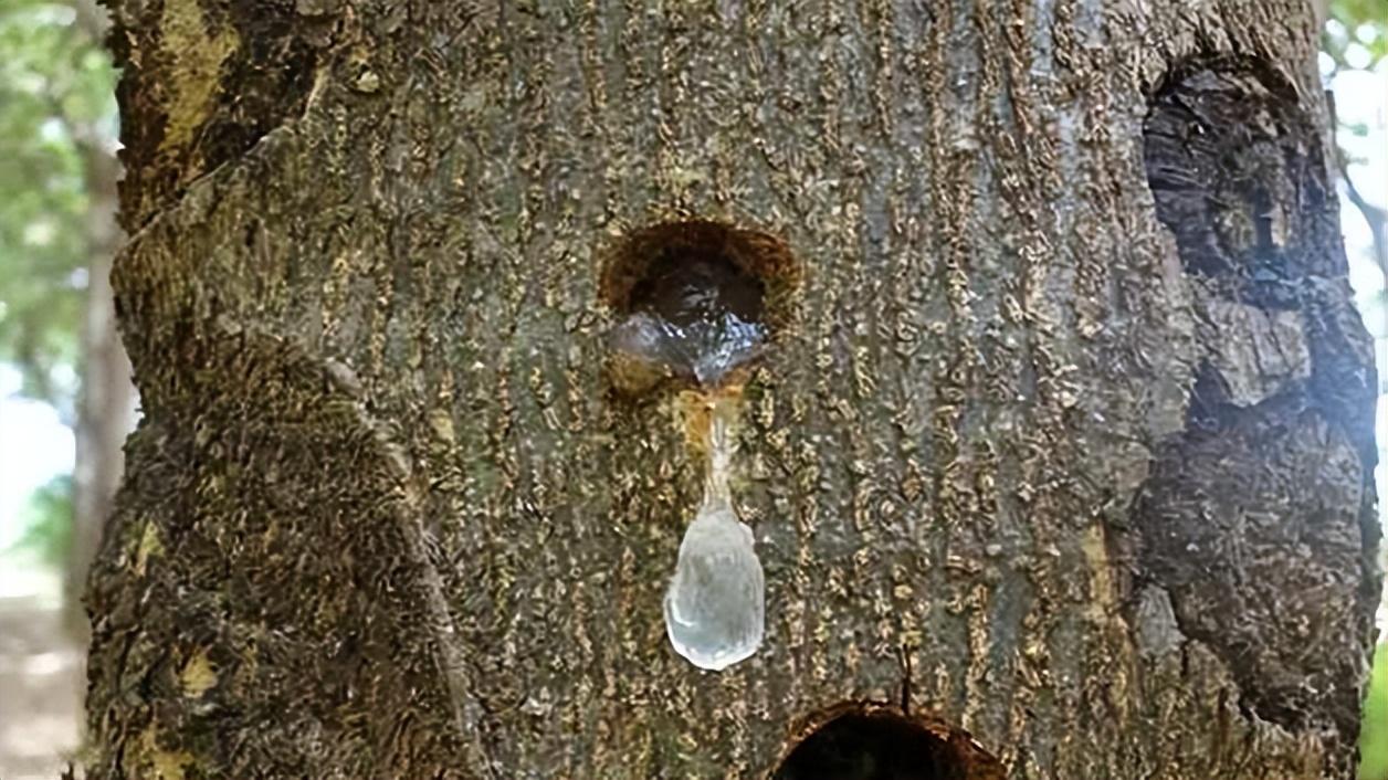 什么是雪燕_雪燕的作用和功效