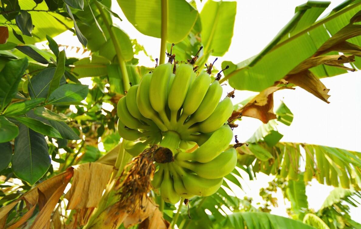 香蕉有什么功效_香蕉的功效和禁忌