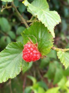 树莓有什么功效_树莓的营养成分与食用功效