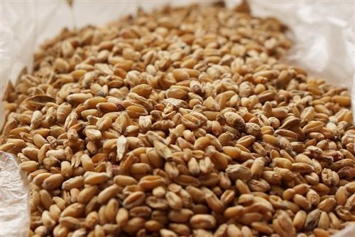 小麦含有哪些营养成分_小麦的营养成分和选购