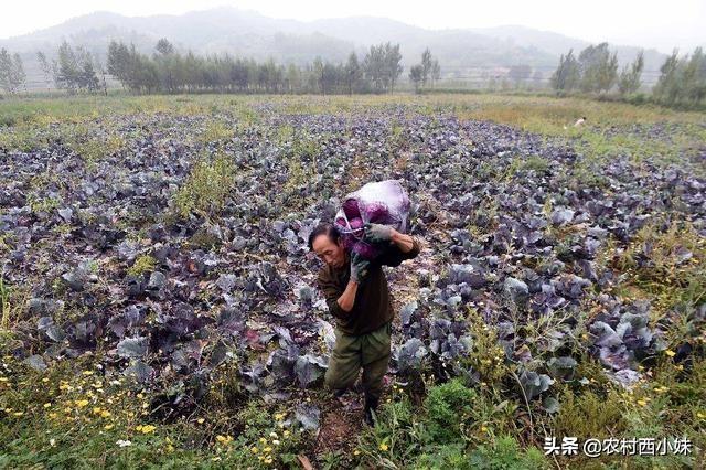 紫甘蓝怎么种植_紫甘蓝的种植方法