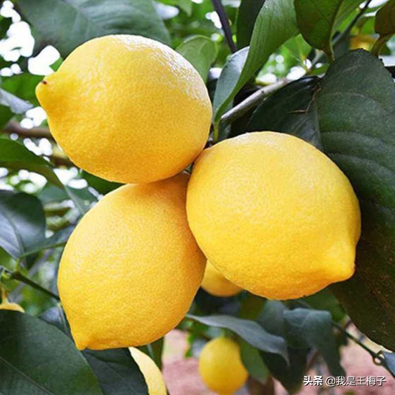 柠檬怎么吃_教你吃柠檬的4种方法