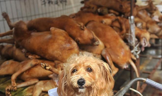 北宋为什么无法实行禁食狗令_答案在这里