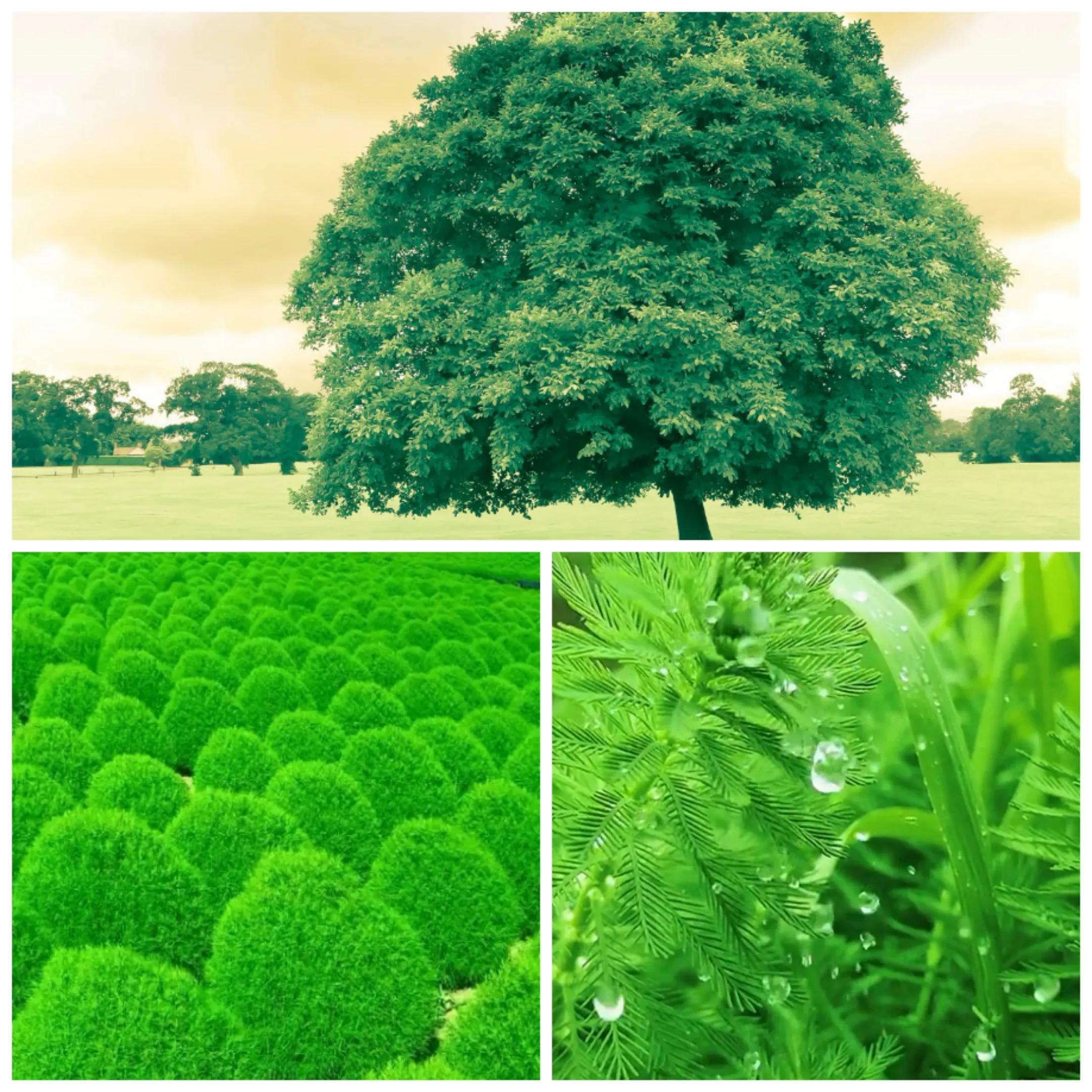 为什么我们看到的植物叶子是绿色的_一文解答