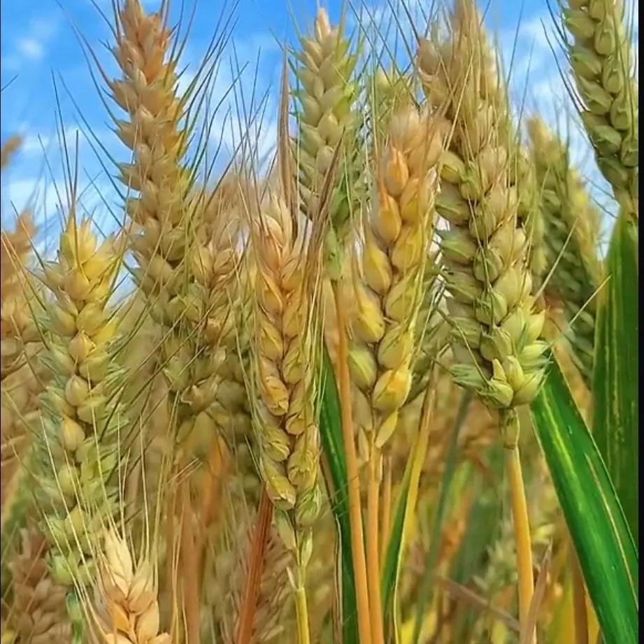 关于小麦你知道多少_小麦的特征和分类
