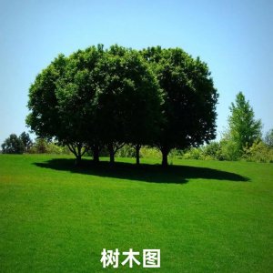 树和树木的概念是什么_树和树木的概念和区别