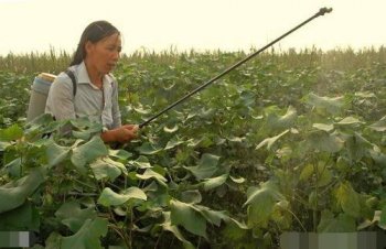 棉花怎样种植_棉花的种植方法