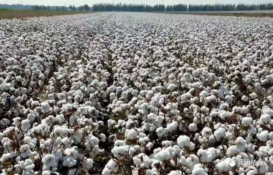 棉花怎样种植_棉花的种植方法
