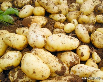 长了芽的马铃薯能吃吗_土豆发芽后是否有毒