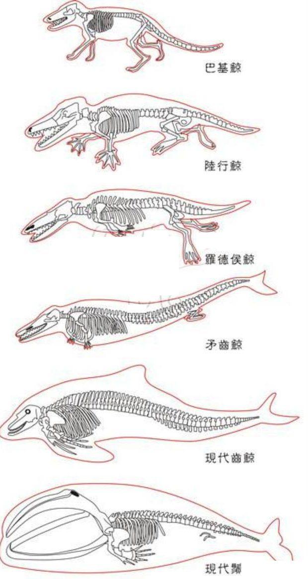 鲸鱼是鱼类吗_鲸鱼不是鱼而是哺乳动物