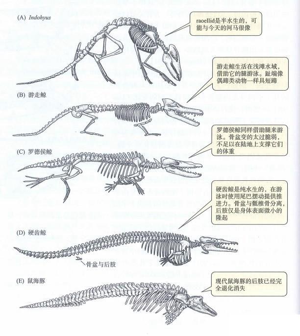 鲸鱼是鱼类吗_鲸鱼不是鱼而是哺乳动物