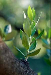 代表着和平的植物是什么_你知道吗