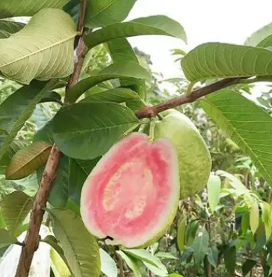 番石榴怎么种植_番石榴的种植方法