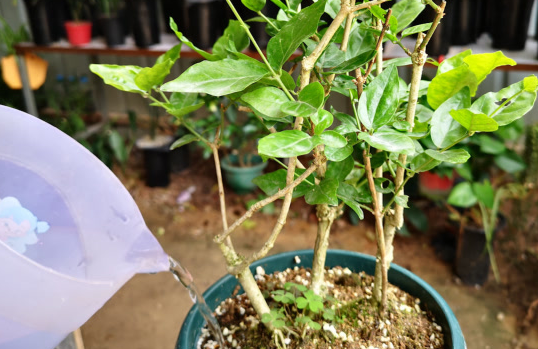 茉莉花怎么养_让茉莉花花开爆盆的方法