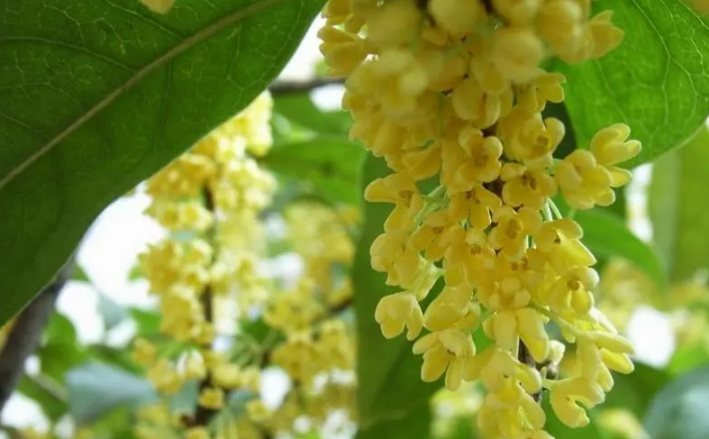 宿迁的市花是什么_宿迁市花是紫薇和桂花