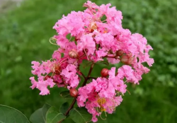 宿迁的市花是什么_宿迁市花是紫薇和桂花