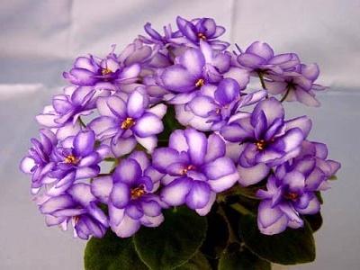 紫罗兰怎么种植_紫罗兰的种植方法