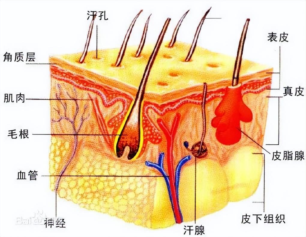 贵妇面霜是智商税吗_贵妇面霜为什么贵