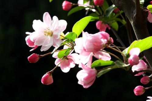 海棠花怎么种植_海棠花种植方法