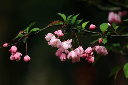 海棠花怎么种植_海棠花种植方法