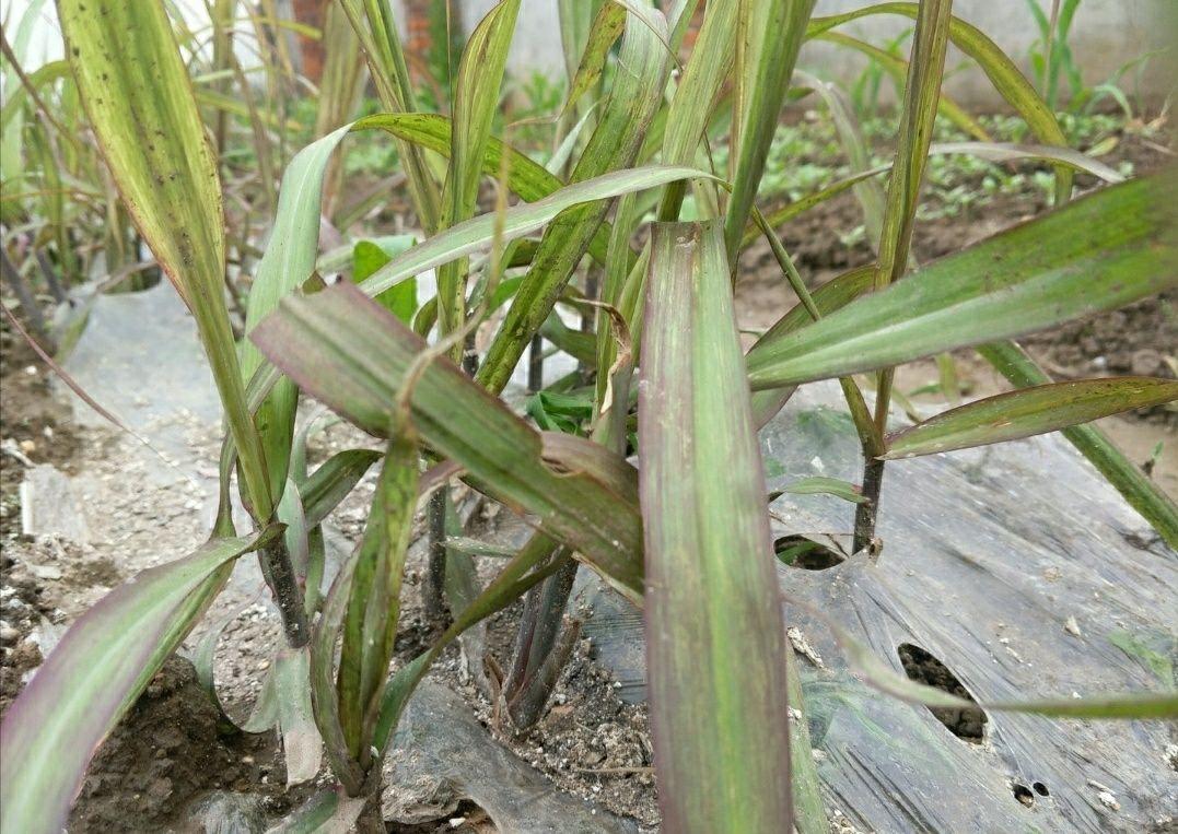 甘蔗怎么种植_甘蔗种植方法和步骤