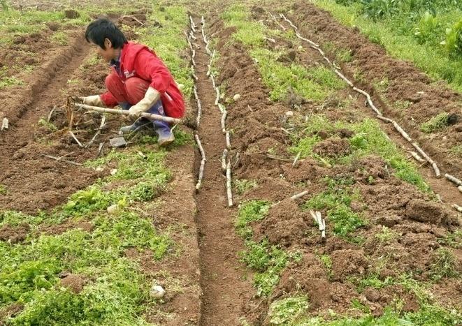 甘蔗怎么种植_甘蔗种植方法和步骤