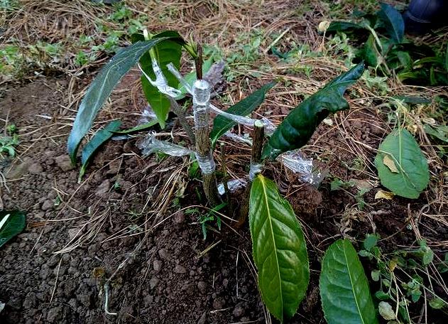 茶树如何嫁接_茶树嫁接技术要点