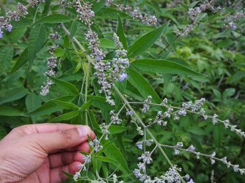 黄荆条是什么植物_黄荆条的功效与作用