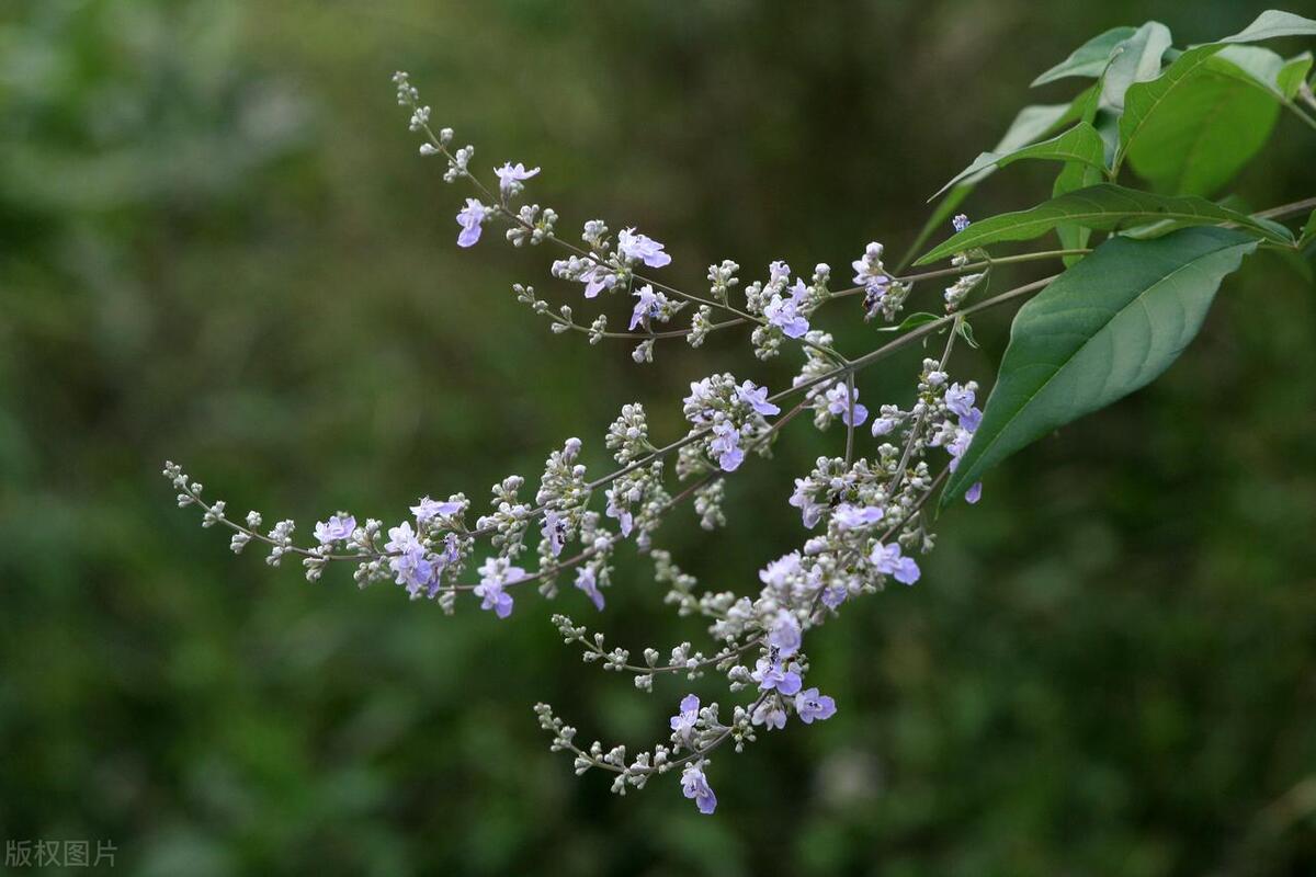 黄荆条是什么植物_黄荆条的功效与作用